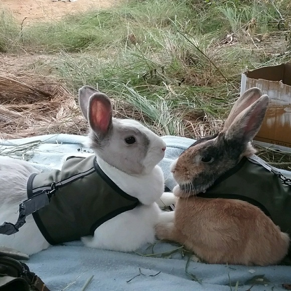 Meet your Posher, Ruby - Picture 1 of 1